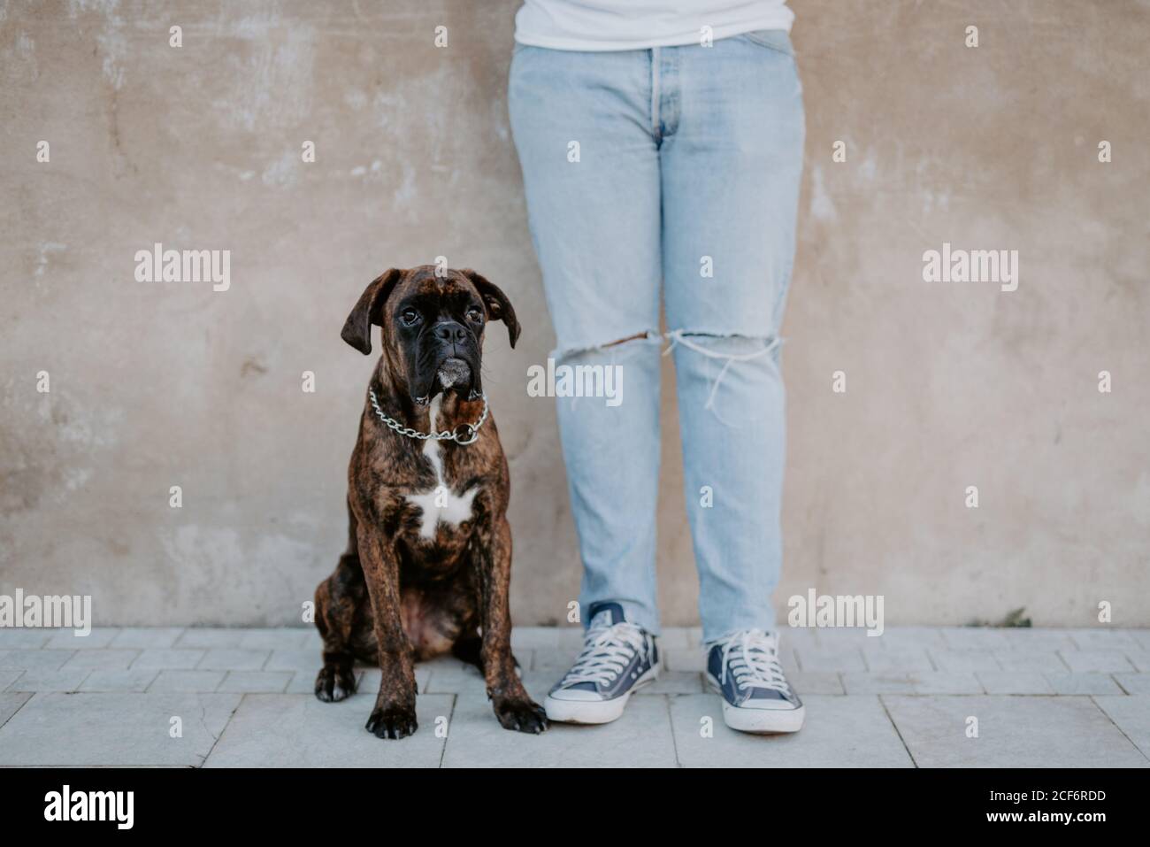 Adorabile cane boxer con faccia divertente in piedi su asfalto e. guardando sopra Foto Stock