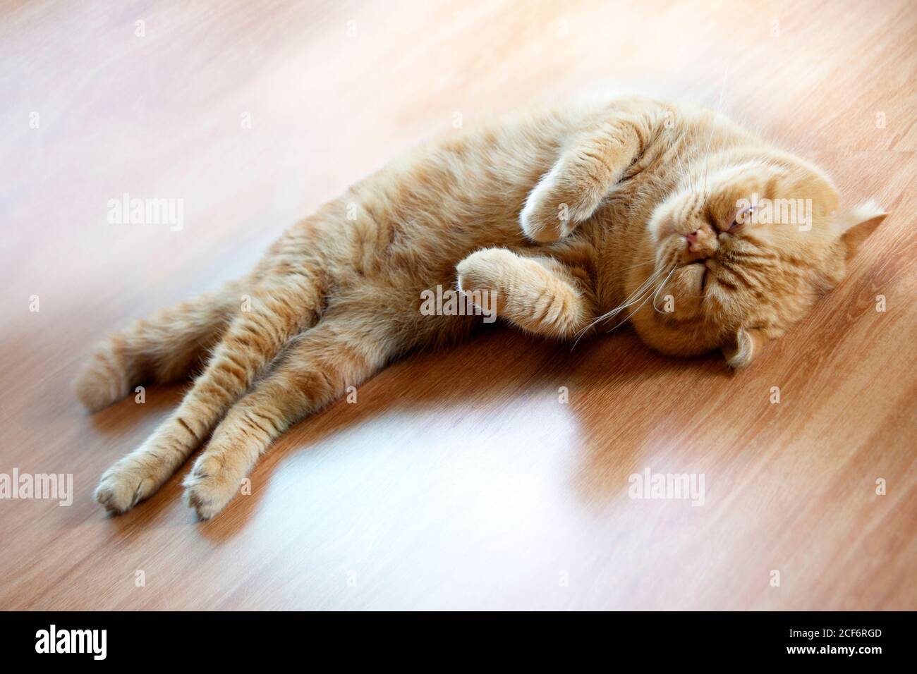 Cute scozzese fold gatto sonno con girando faccia su sul pavimento. Foto Stock