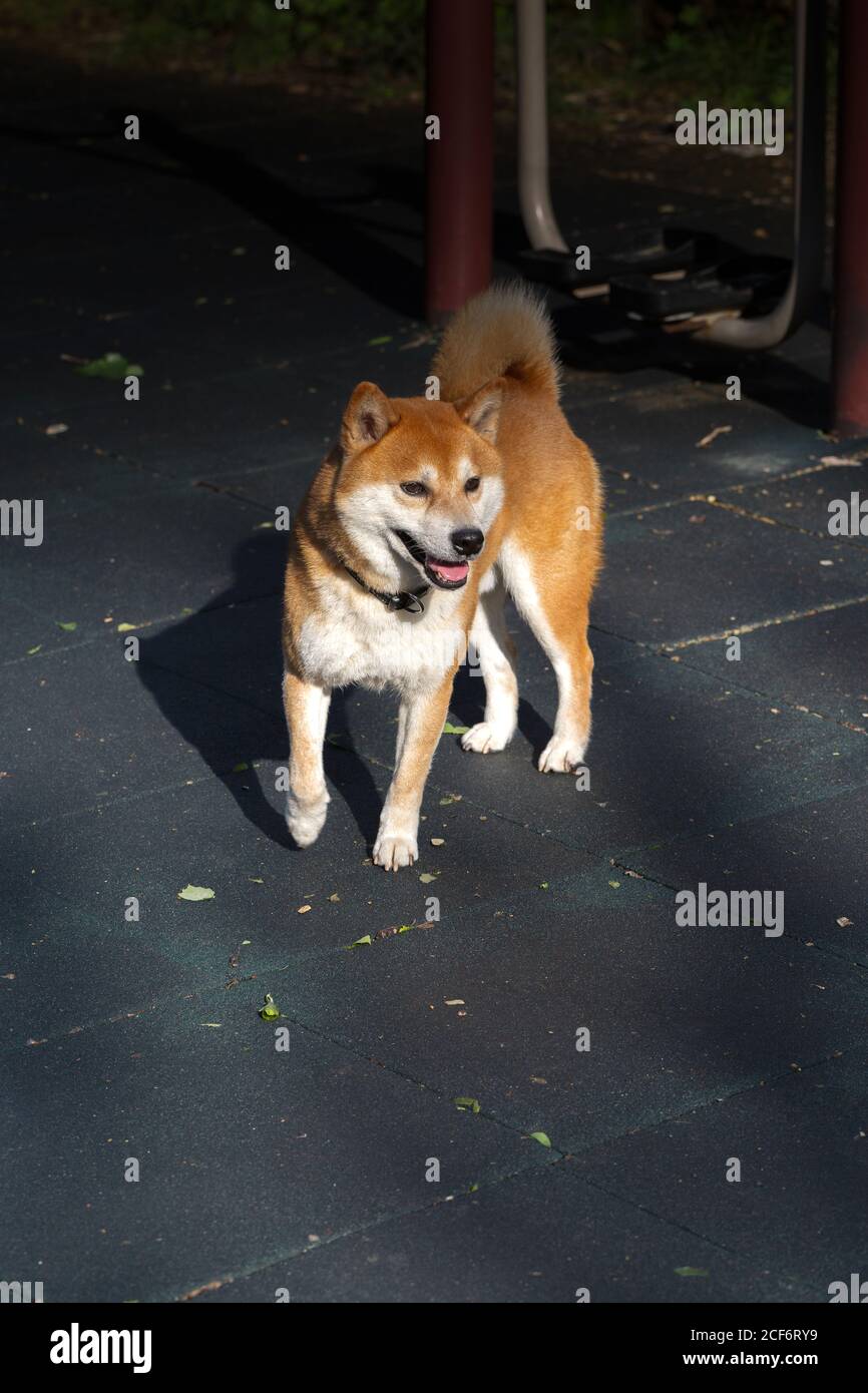 Giallo Shiba Inu all'aperto，razza Shiba Standard Foto Stock