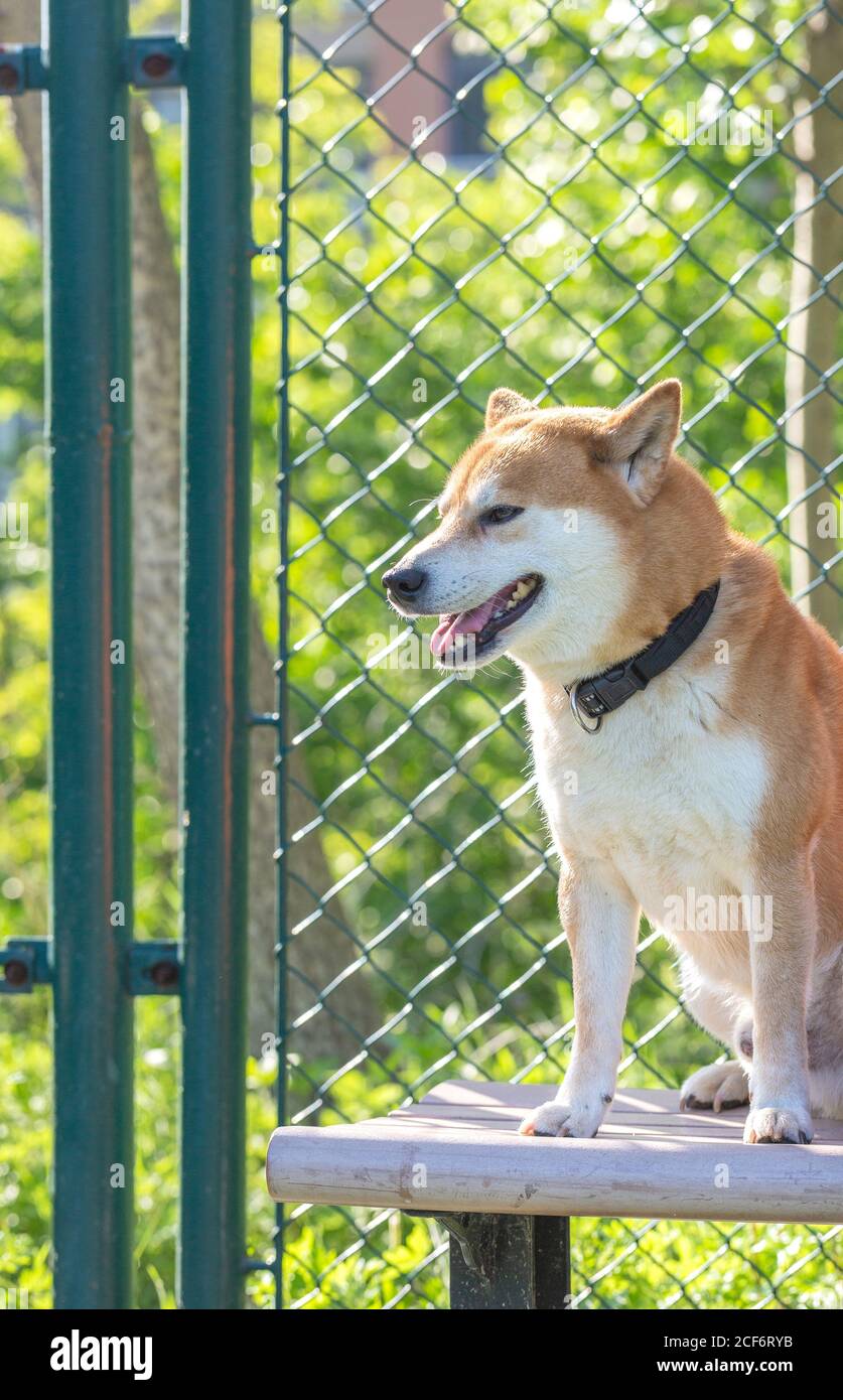 Giallo Shiba Inu all'aperto，razza Shiba Standard Foto Stock