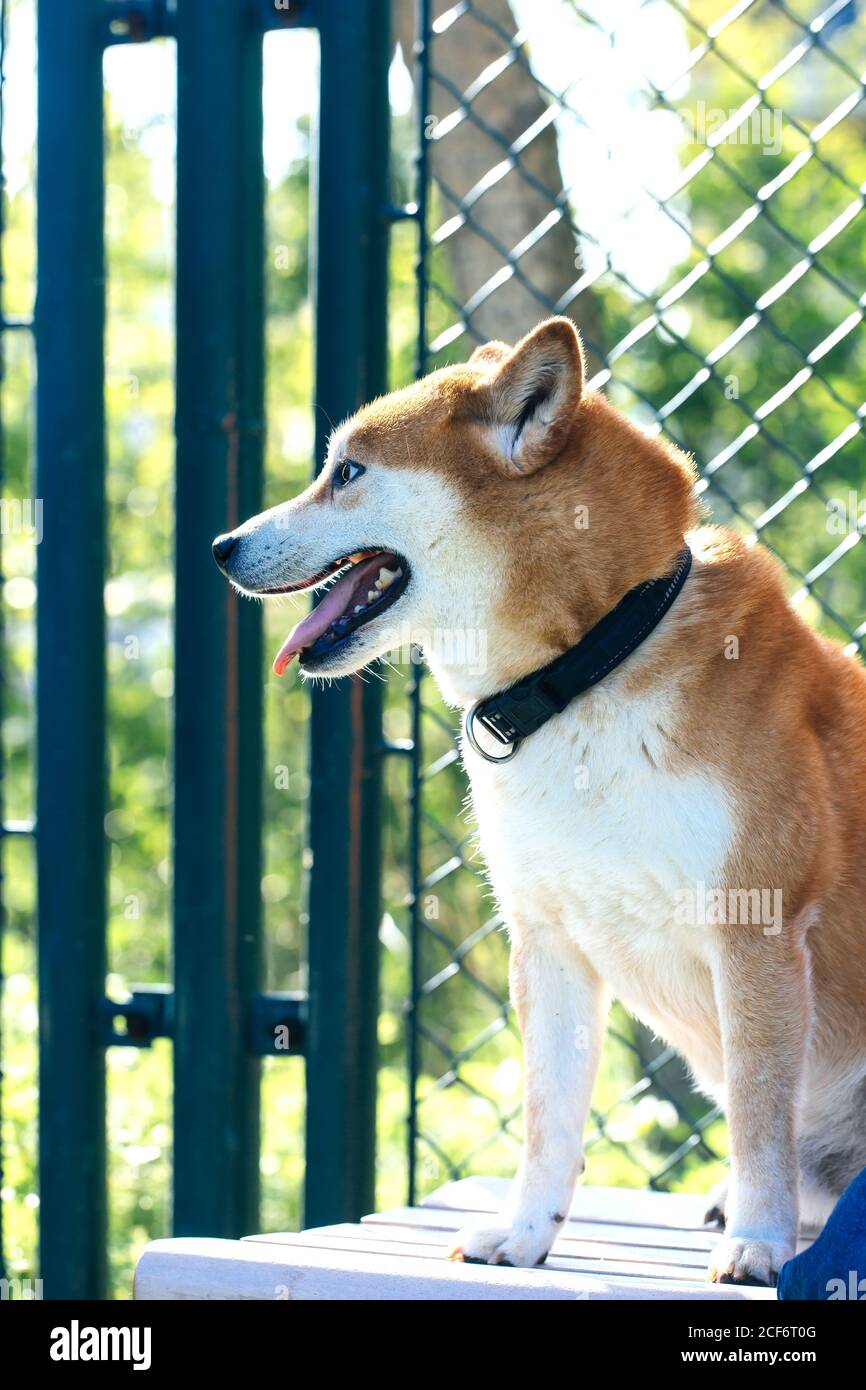 Giallo Shiba Inu all'aperto，razza Shiba Standard Foto Stock