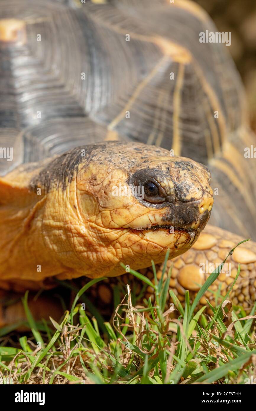 Tartaruga irradiata (Astrochelys radiata). Profilo della testa in primo piano. Caratteristiche del viso e del viso, contatto con gli occhi. Verticale. Herbivore. Vegetariano. Terrestre Foto Stock