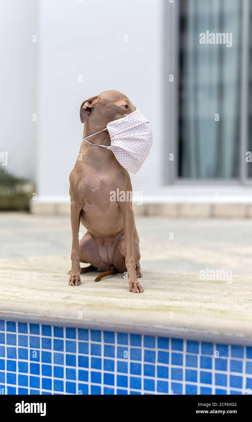 Cane levriero italiano di razza pura all'aperto con maschera protettiva per coronavirus. Covid-19. Foto Stock