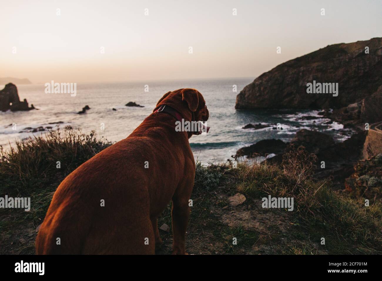 Alto angolo di grande marrone Bordeaux Mastiff cane con bocca aperto guardando lontano con interesse mentre si levano in piedi da soli sulla collina Contro l'acqua della baia sotto il cielo senza nuvole in Spagna durante il tramonto Foto Stock