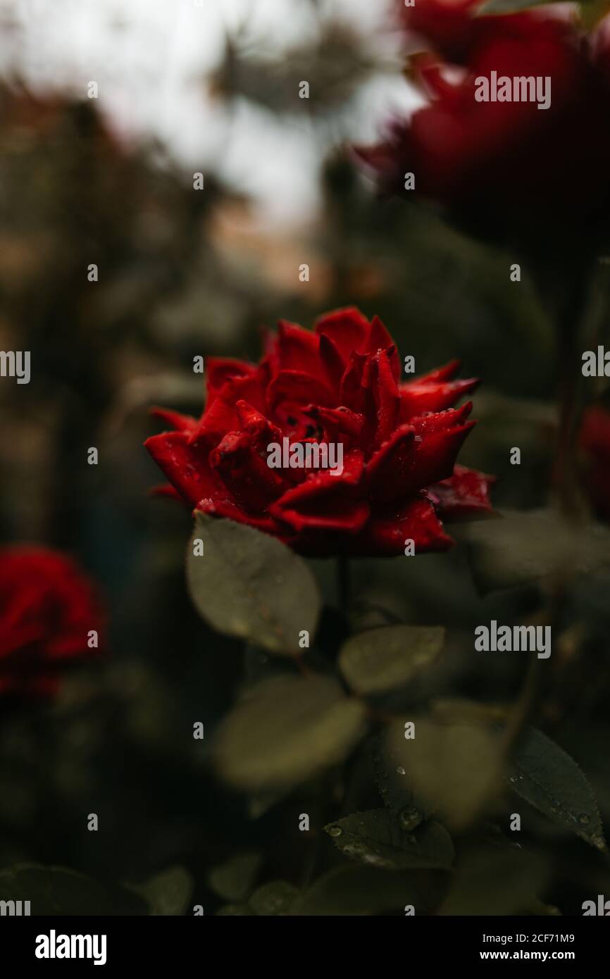 Rosa rossa con petali bagnati che crescono su verde cespuglio dentro giardino Foto Stock