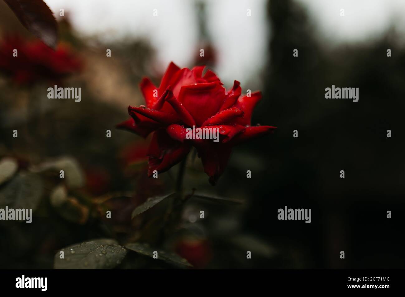 Rosa rossa con petali bagnati che crescono su verde cespuglio dentro giardino Foto Stock