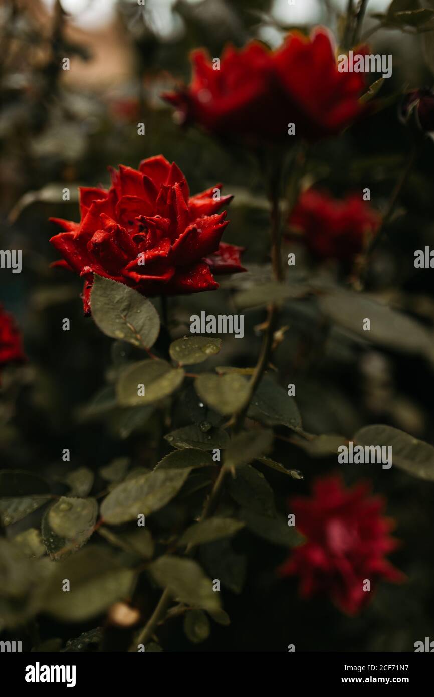 Rosa rossa con petali bagnati che crescono su verde cespuglio dentro giardino Foto Stock