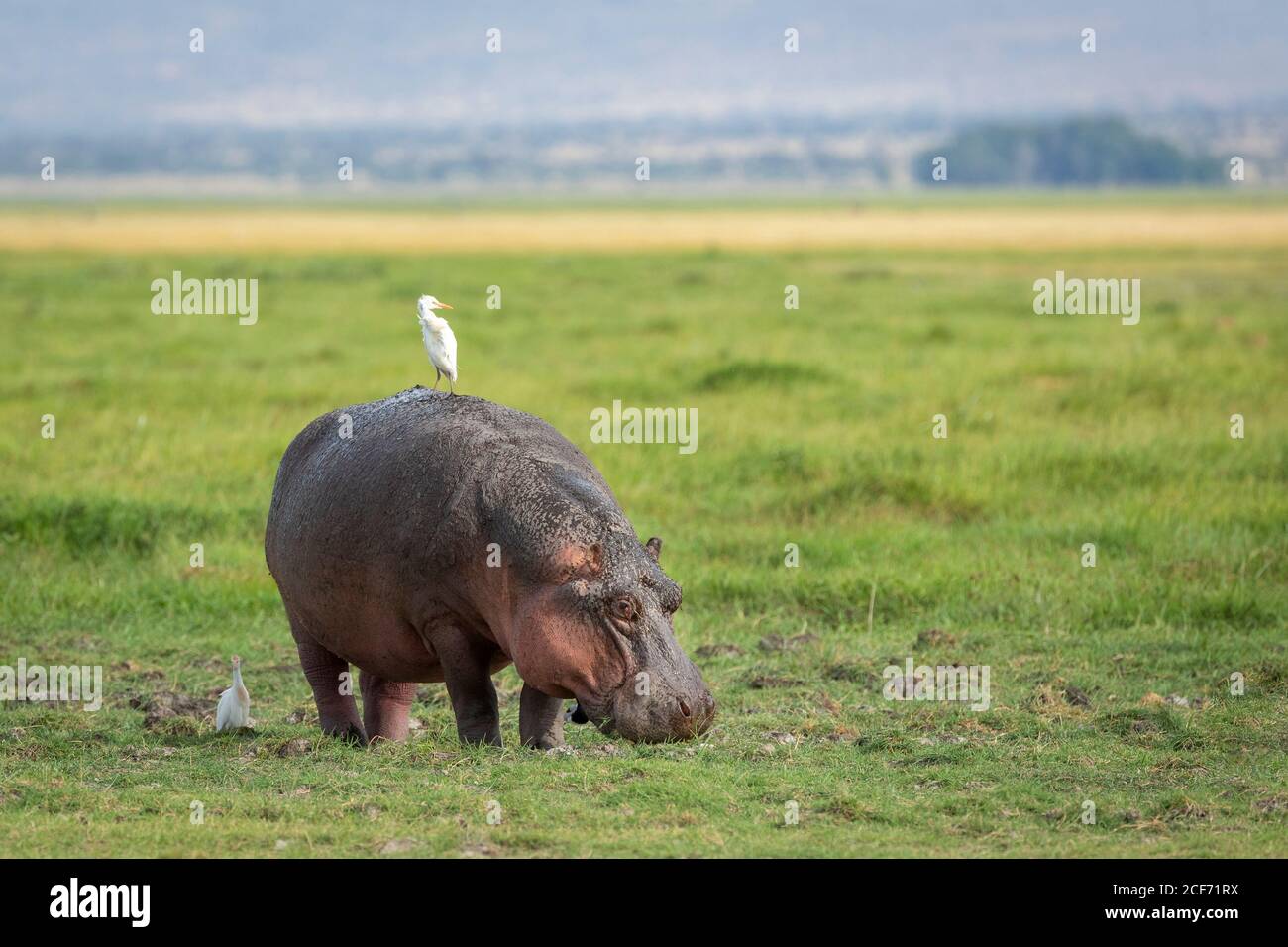 Ippopotamo adulto che mangia erba in vaste pianure aperte di Amboseli Parco Nazionale in Kenya Foto Stock