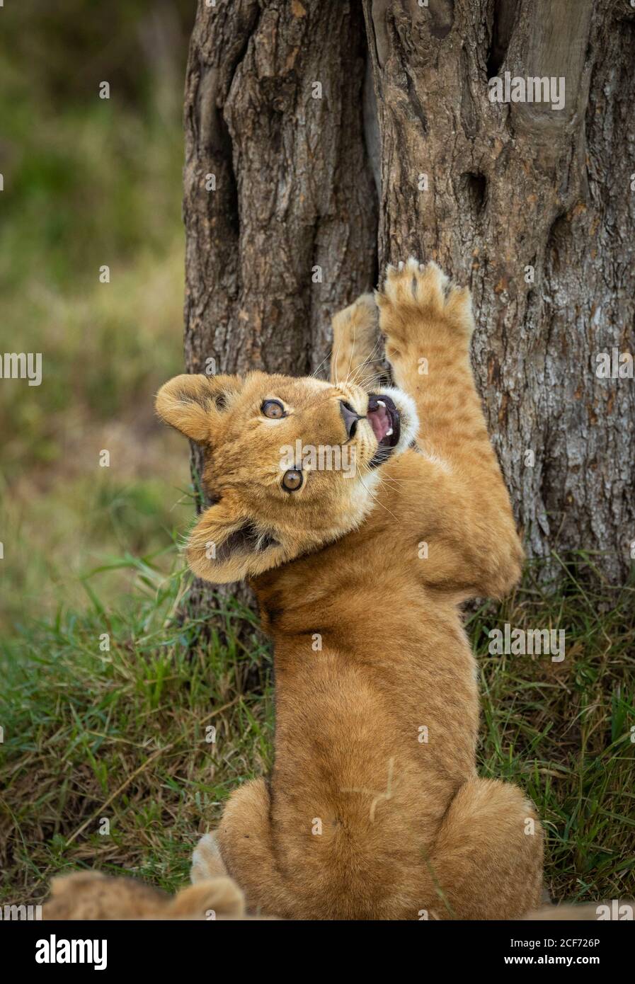 Cute leone cucciolo che si allunga con le sue zampe in alto un Vicino albero a Masai Mara in Kenya Foto Stock