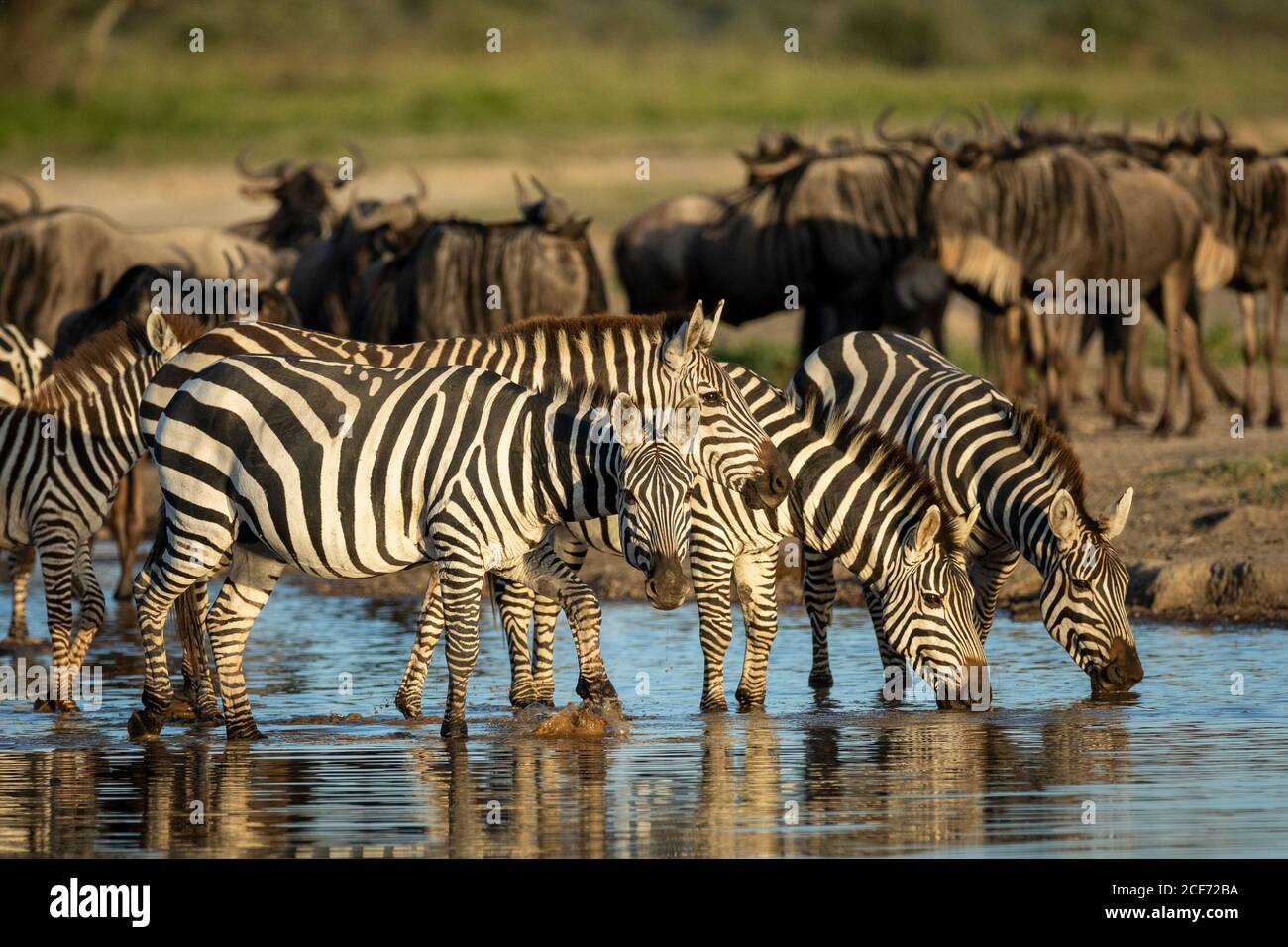 Mandria di zebre in piedi in acque poco profonde fiume potabile in Luce del sole del pomeriggio d'oro a Ndutu Tanzania Foto Stock