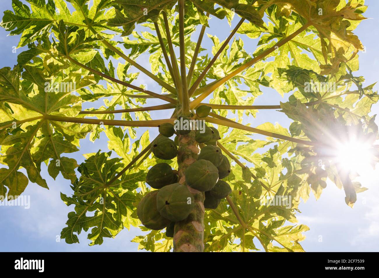 Il sole filtra attraverso le foglie verdi di un piccolo organico albero di papaya con un mazzo di frutti non maturi Foto Stock