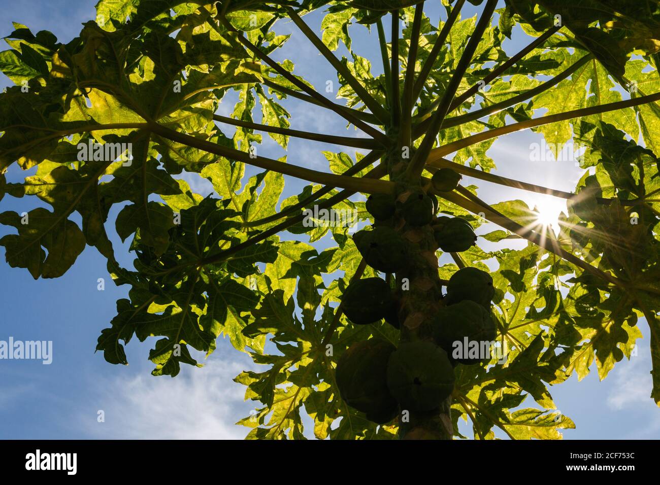 Il sole filtra attraverso le foglie verdi di un piccolo organico albero di papaya con un mazzo di frutti non maturi Foto Stock