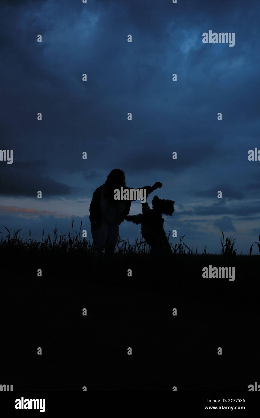 Vista laterale di silhouettes di Donna che gioca con il cane grande su erba con cielo nuvoloso bello sullo sfondo al crepuscolo Foto Stock