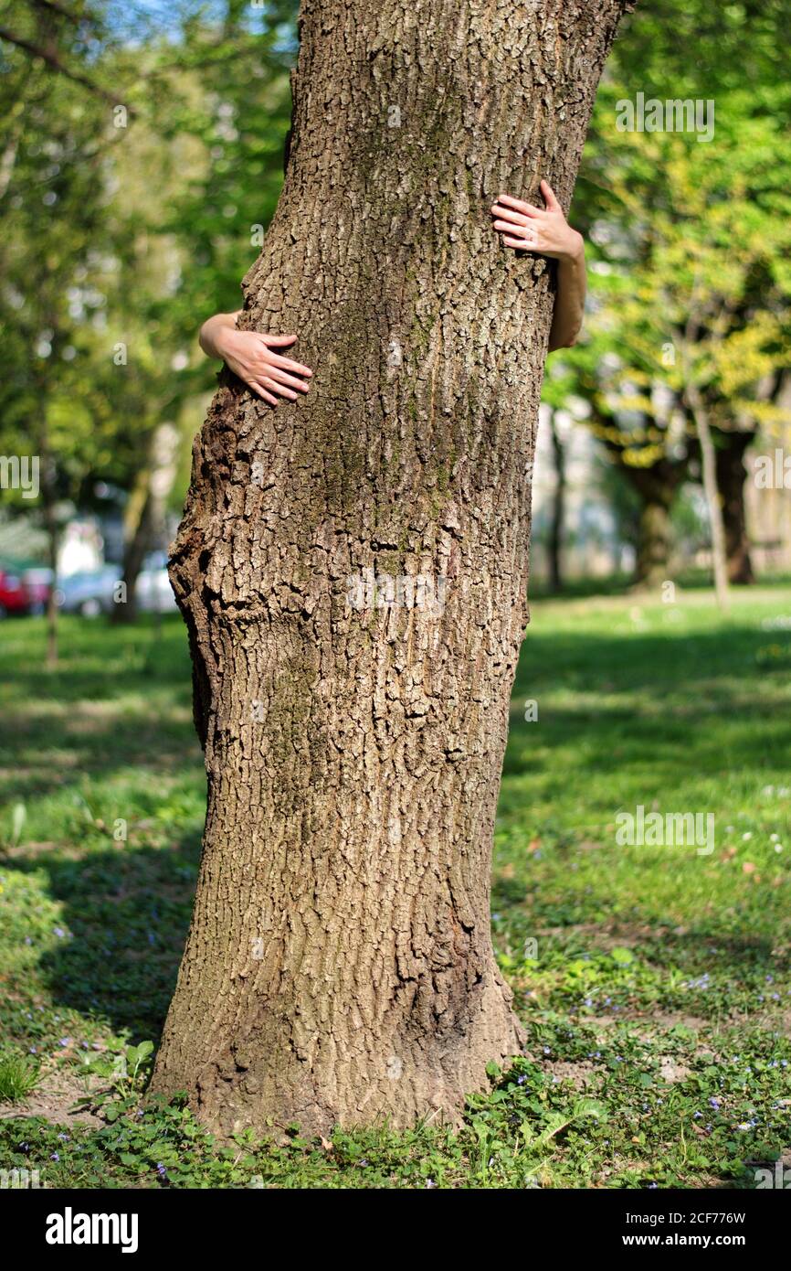 Le mani della donna abbracciano un tronco d'albero Foto Stock