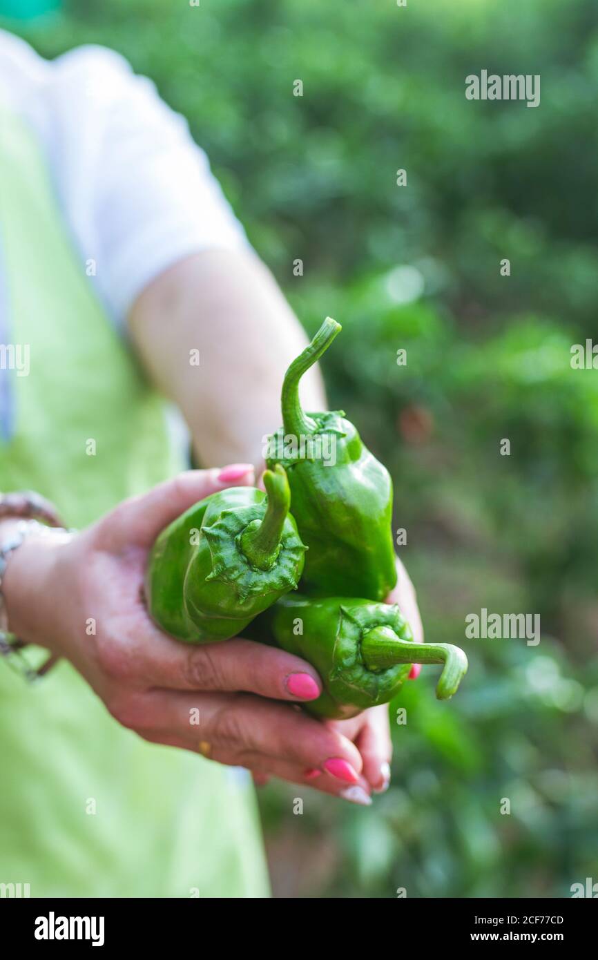 Giardiniere in grembiule che mostra peperoni verdi alla macchina fotografica Foto Stock