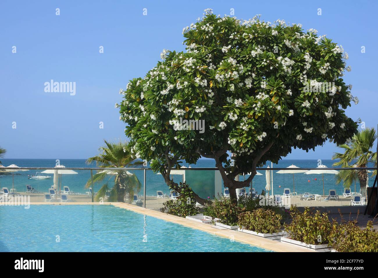 L'azalea bianca fiorente cresce accanto alla piscina e. la spiaggia di mare Foto Stock