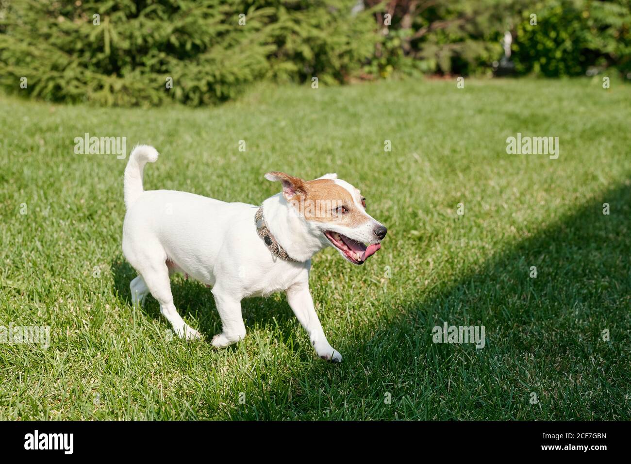 Carino cane che corre con la lingua fuori lungo il prato del parco il giorno d'estate, copy space Foto Stock