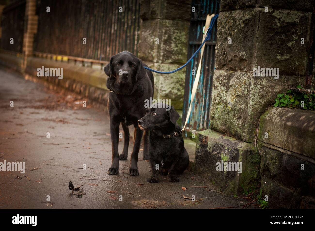 Cani carini legati a recinzione di pietra con guinzaglio su wet city street Foto Stock