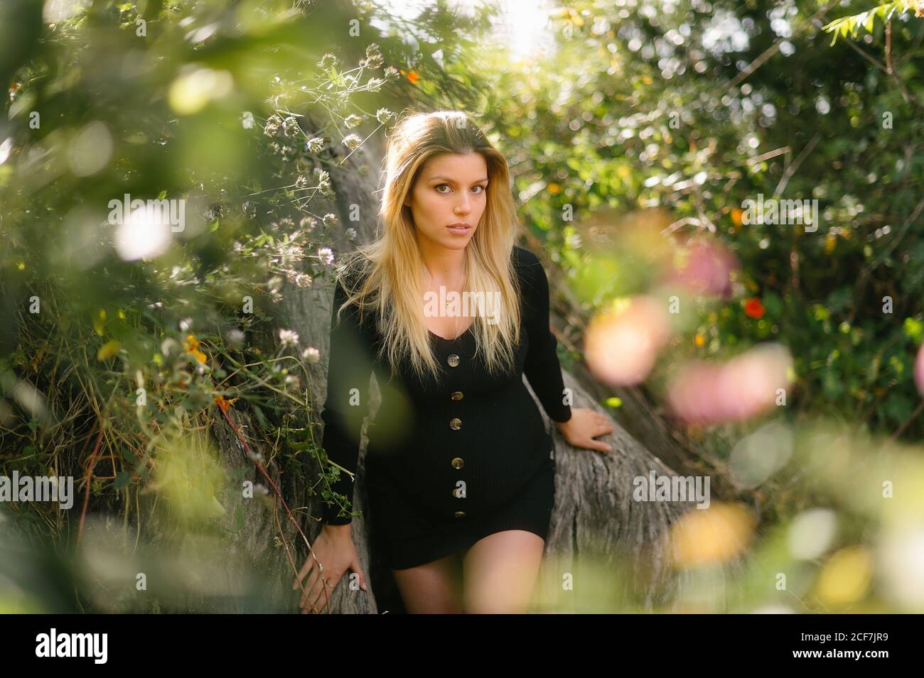 Calma attraente donna incinta in elegante abito nero guardando macchina fotografica mentre si siede tra i fiori in giardino durante la giornata di sole in estate Foto Stock