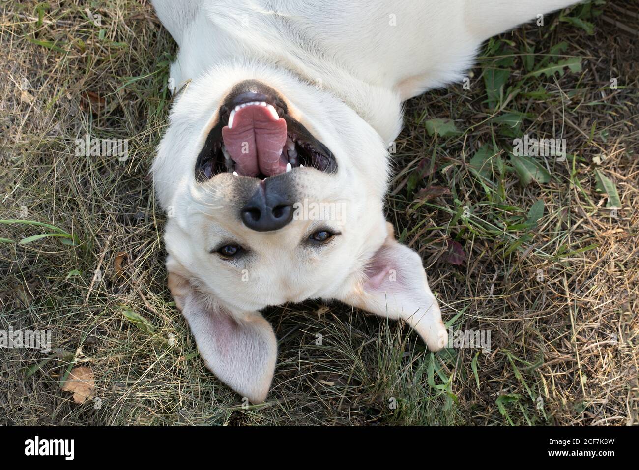Buon cucciolo di labrador sdraiato sulla schiena in erba. Sorridente e ridente animale emozionale all'aperto Foto Stock