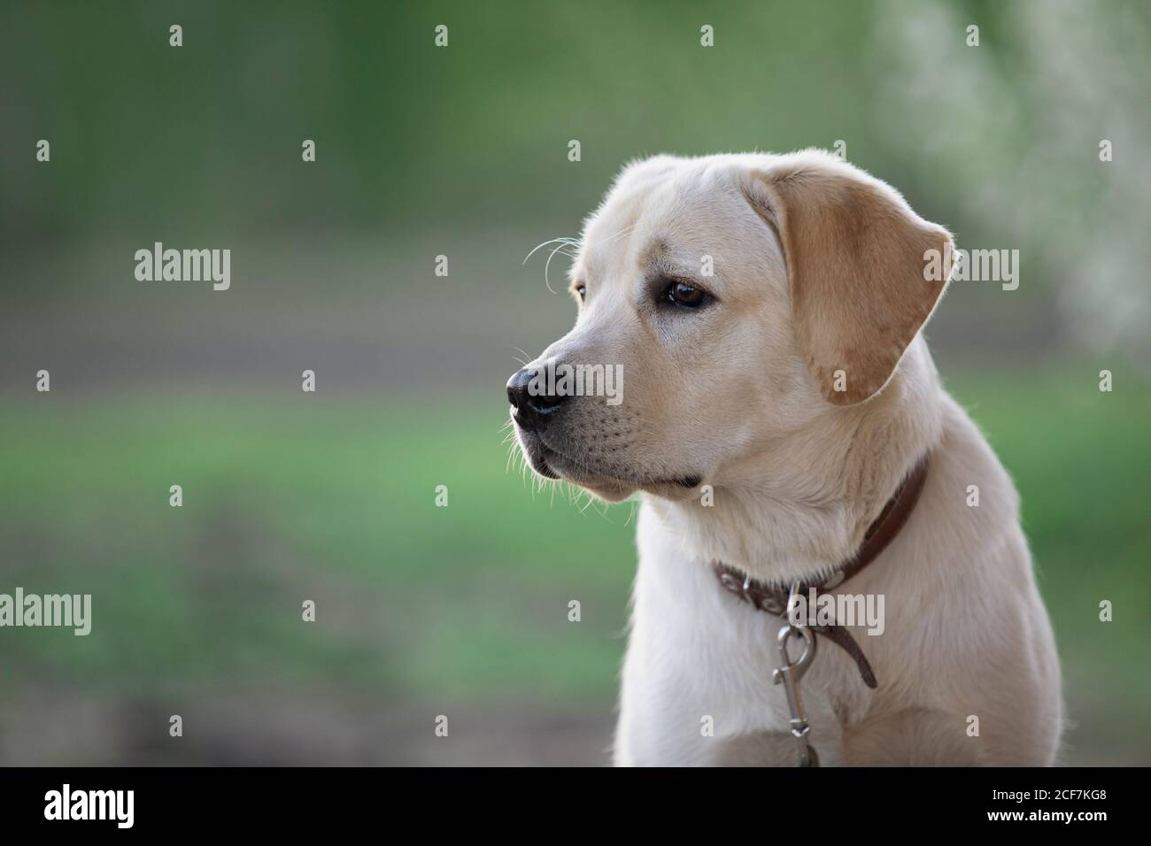 Ritratto del cane Labrador contro sfondo verde sfocato della natura. Foto Stock