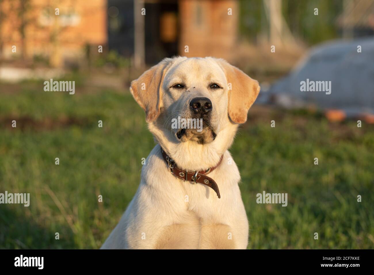 Primo piano ritratto del cane Labrador su sfondo di erba, natura. Foto Stock