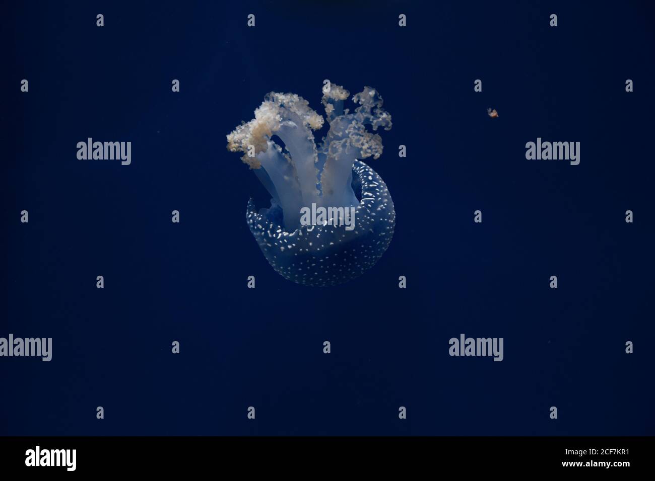Meduse in acqua Foto Stock