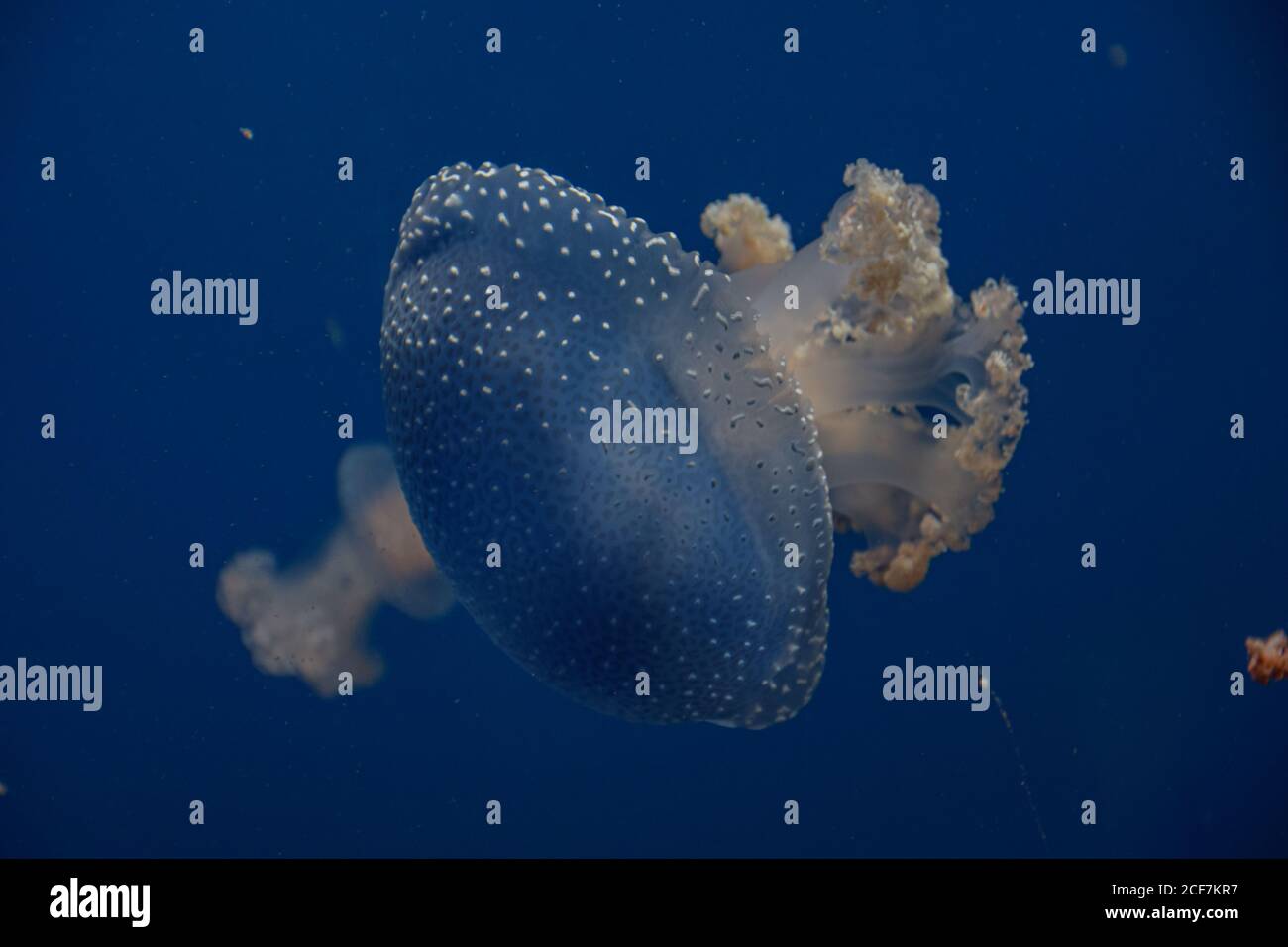 Meduse in acqua Foto Stock