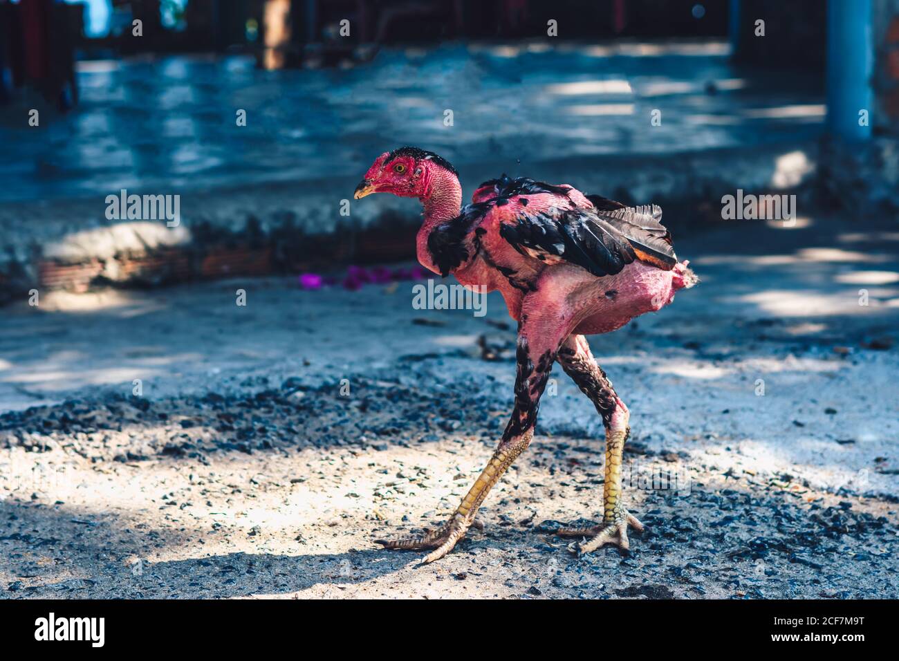 Gallina nera rossa da allevamento in gabbia dove gli animali non hanno spazio e sono schiacciati in una piccola area. Protezione della cura degli animali e agricoltura ecologica Foto Stock