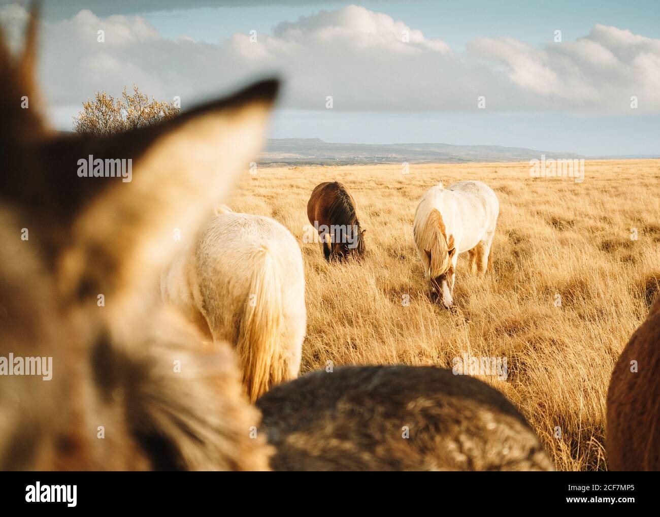 Bei cavalli selvatici pascolo su prato con erba secca in Islanda Foto Stock