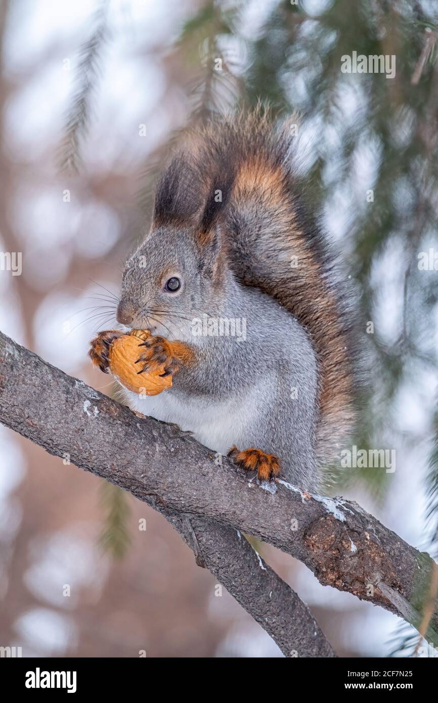 Lo Scoiattolo Con Noce Siede Sull'albero In Autunno. Scoiattolo Rosso Eurasiatico Sciurus Vulgaris Ritratto Di Uno Scoiattolo In Inverno Image478544937