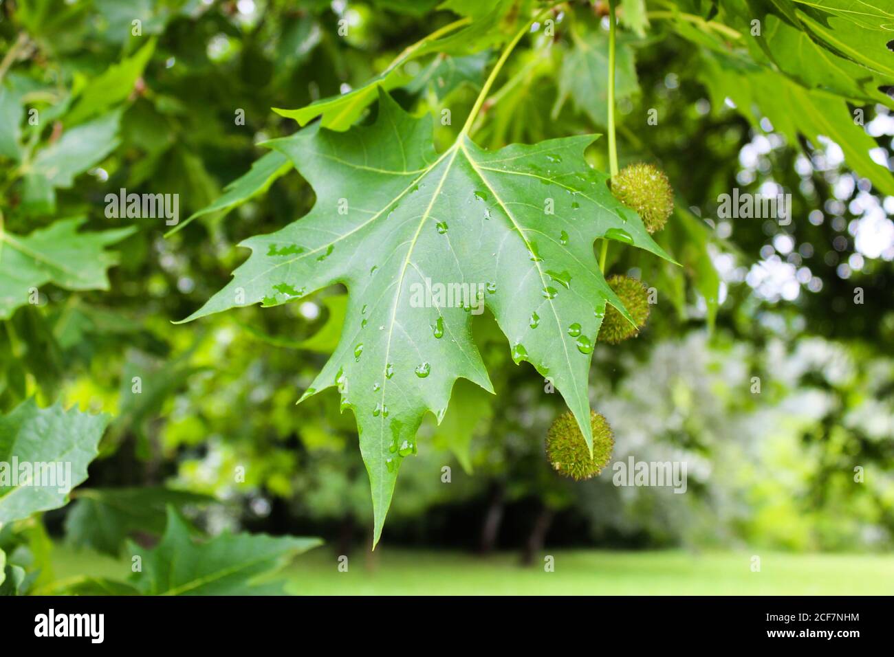 Foglia di acero verde fresco con gocce d'acqua sull'albero dopo la pioggia Foto Stock