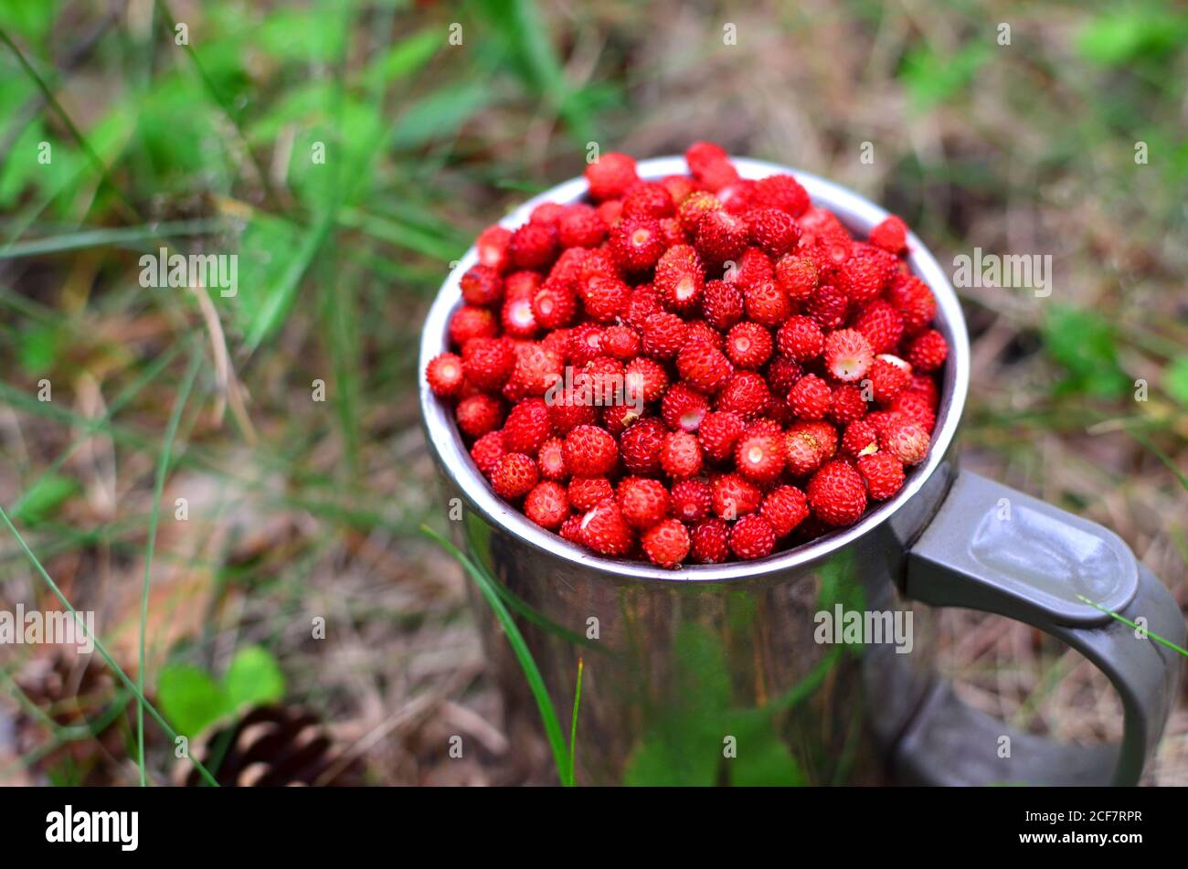 Fragole fresche in una grande tazza di cromo sullo sfondo di foglie verdi nella foresta. Raccolta di bacche selvatiche - immagine Foto Stock