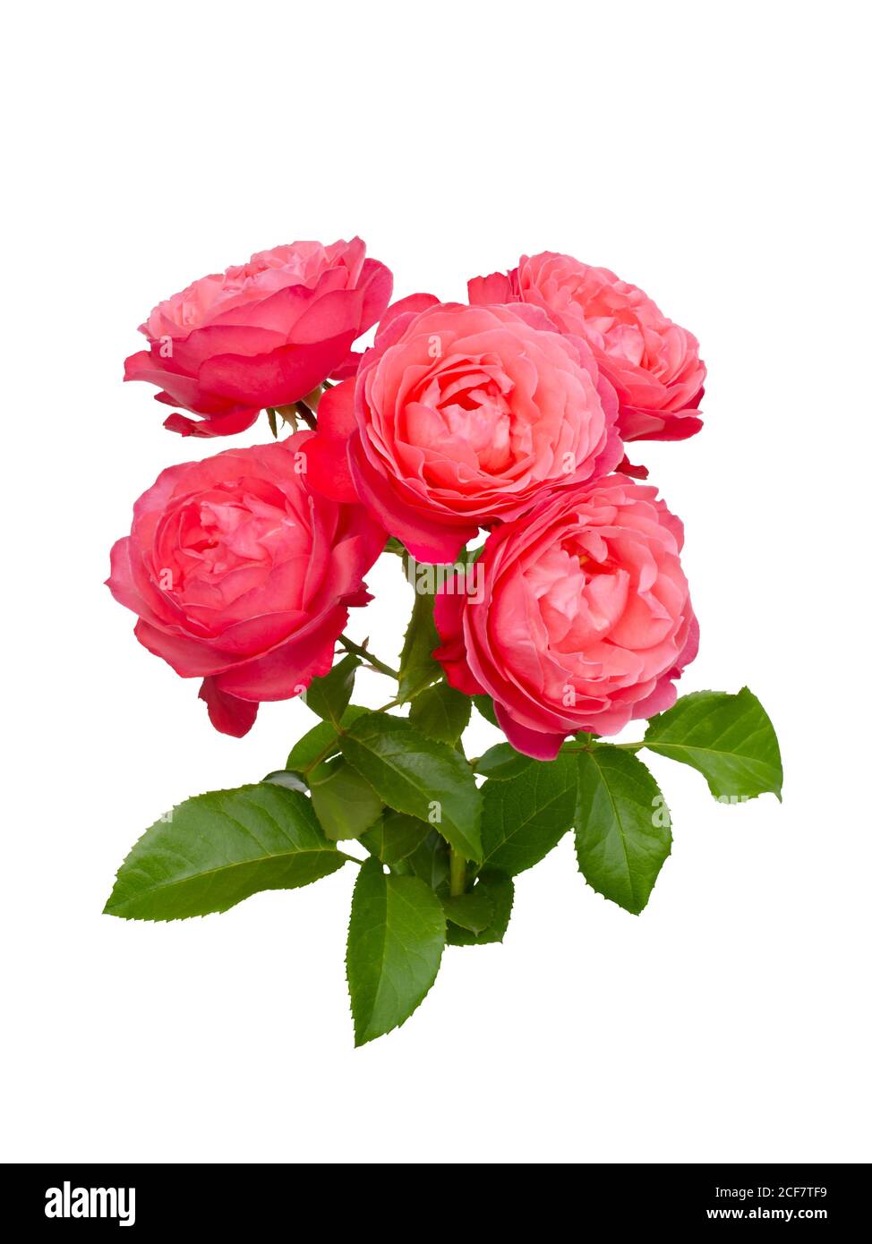 Delicate rose rosa con foglie verdi Foto Stock