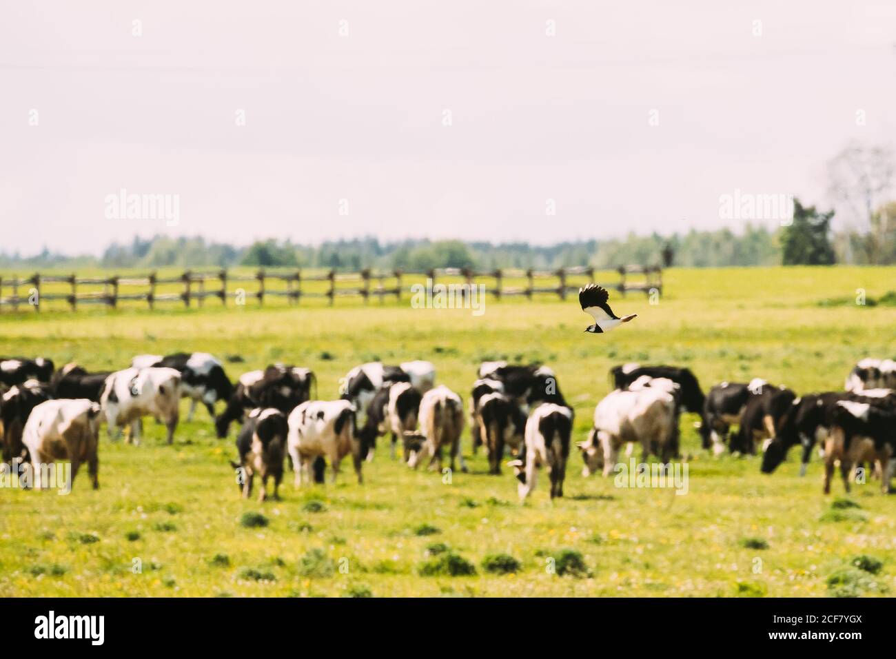 Northern Lapwing o Peewit volare sopra bestiame pascolo in campo nel giorno d'estate Foto Stock