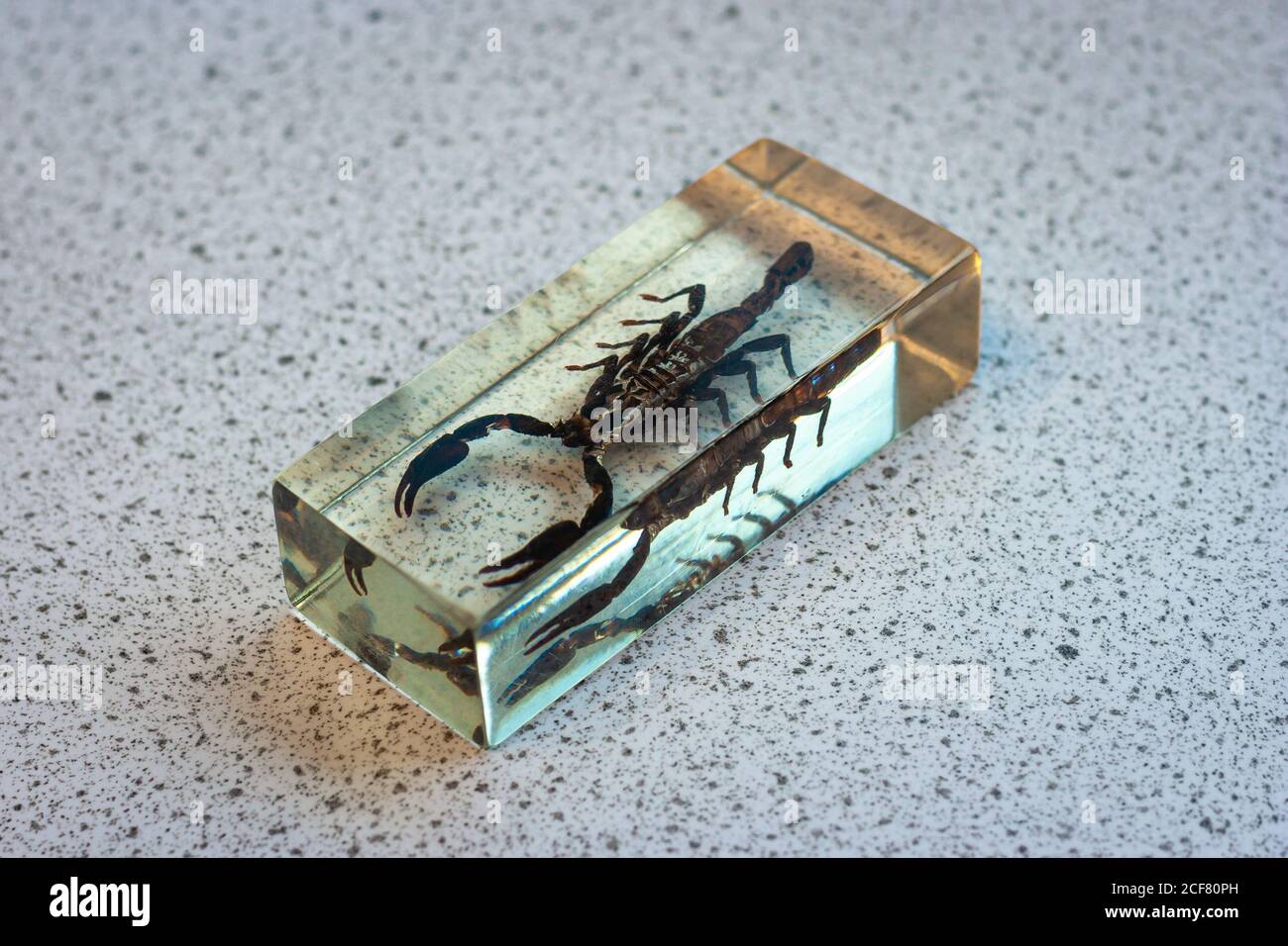 Scorpion in vetro rettangolare, utilizzato in classe biologica. Argomento educativo. Foto Stock