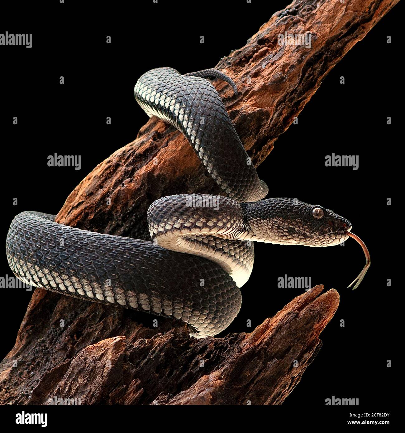 Black Mangrove Pit Viper serpente Purpureomaculatus su un albero Foto Stock