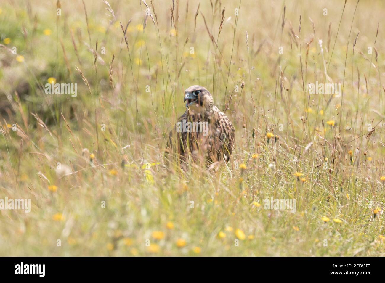 Peregrina (Falco peregrinus) giovanile. Sussex, Regno Unito. Foto Stock