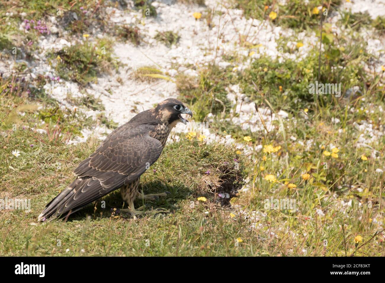 Peregrina (Falco peregrinus) giovanile. Sussex, Regno Unito. Foto Stock