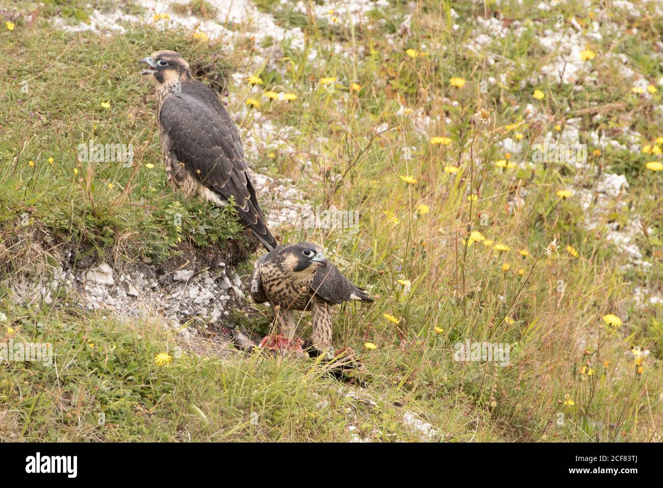 Peregrine giovani (Falco peregrinus) mangiare corvid. Sussex, Regno Unito. Foto Stock