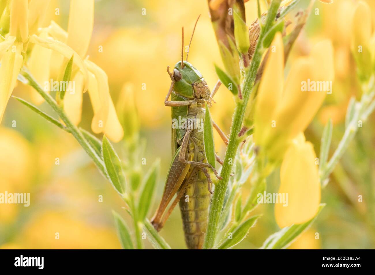 Grasshopper sulle verdweed del dyer (Genista tinctoria). Sussex, Regno Unito. Foto Stock
