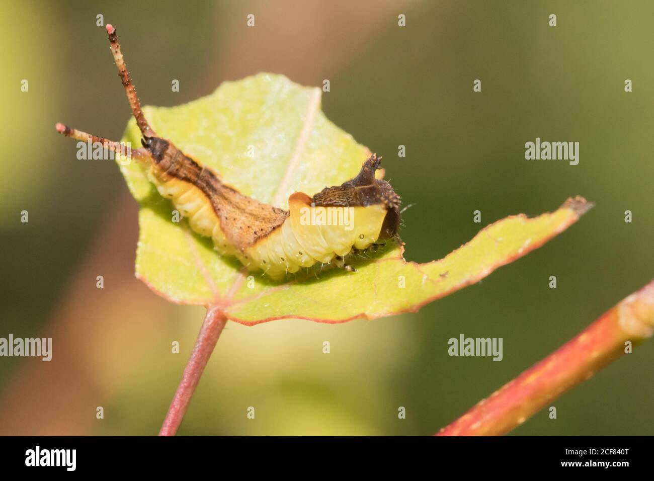 Puss Moth (Cerura vinula) caterpillar su aspen. Sussex, Regno Unito. Foto Stock