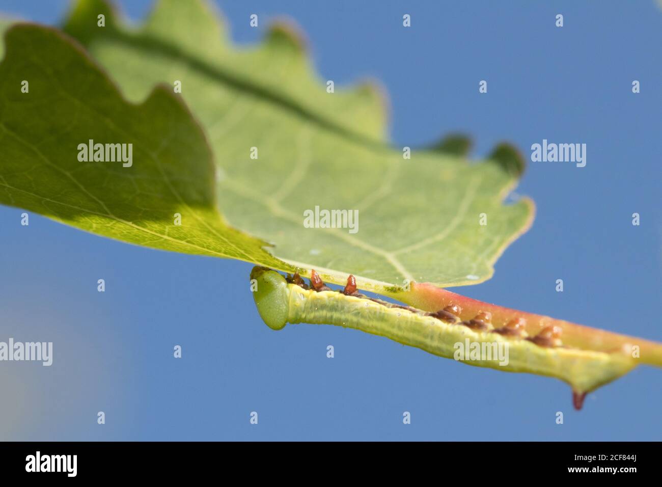 Deglutire prominente (Pheosia tremula) larva istar precoce su aspen. Sussex, Regno Unito. Foto Stock