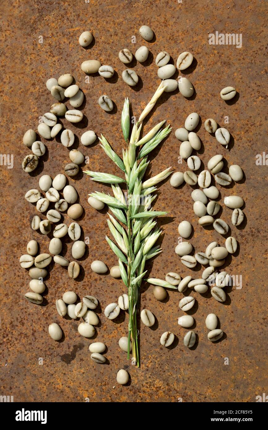 Piatto di caffè di fagioli verdi con avena come latte sostituto su fondo rustico di ferro Foto Stock