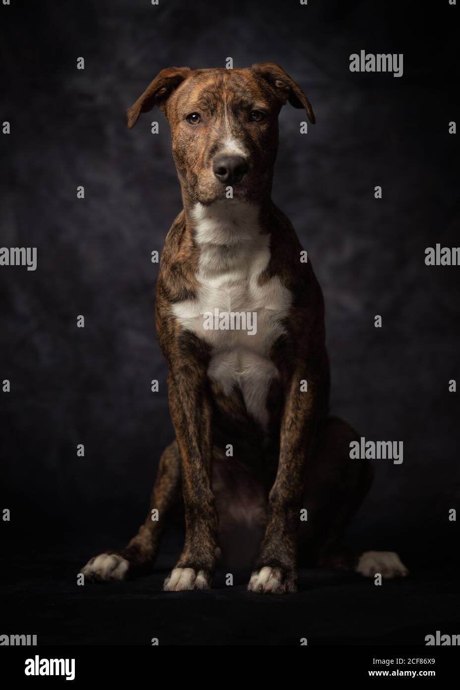 Orgoglioso adulto macchiato cane americano Terrier Foto Stock