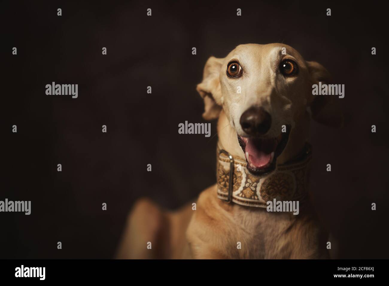 Cane bruno obbediente Longdog con bocca aperta in grande trendy colletto che guarda via con sorpresa contro la parete scura sfocata dentro studio Foto Stock