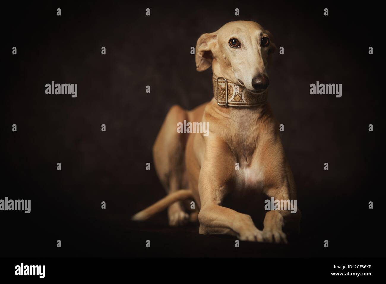 Allerta cane Sighthounds marrone attento Foto Stock