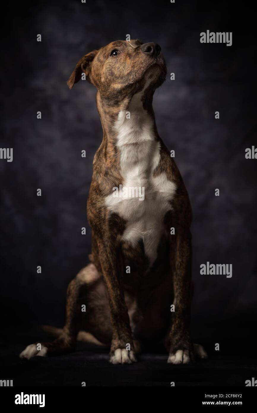 Calmo cane di Staffordshire Terrier con pelliccia bianca e marrone seduta con orgogliosa postura e guardando lontano contro il grigio scuro parete in studio Foto Stock