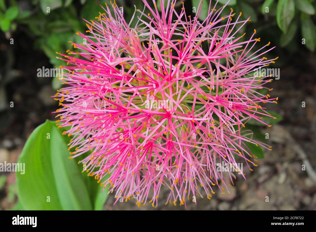 fiore beautyfull, fiore come covid 19 coronavirus fiore rosa Foto Stock