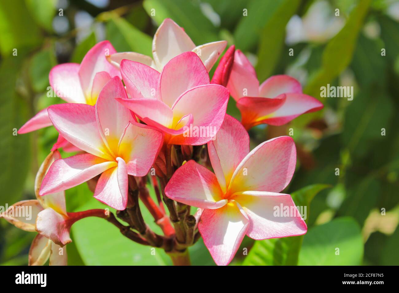 red champa fiore nazionale laos dok champa laos Foto Stock